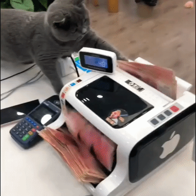 Gato contable